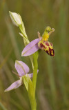 Ophrys apifera f. belgarum. Closer.