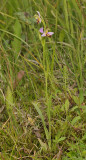 Ophrys apifera f. belgarum.