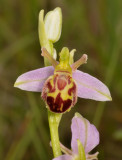 Ophrys apifera f. belgarum. Close-up.