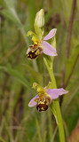 Ophrys apifera. Closer.