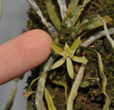 Taeniophyllum antennatum. With fingers.