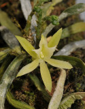 Taeniophyllum antennatum. Close-up.