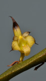 Bulbophyllum colubrinum. Close-up.