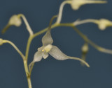 Bulbophyllum oreodoxa. Close-up.