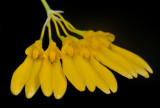 Bulbophyllum retusiusculum. Close-up.