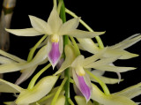 Dendrobium amethystoglossum. Close-up.