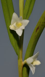 Dendrobium piestocaulon. Close-up.