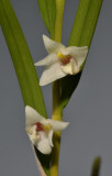 Dendrobium piestocaulon. close-up.