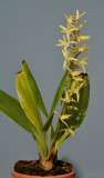 Eria javanica