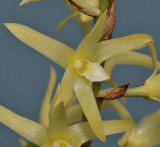 Eria javanica. Close-up.