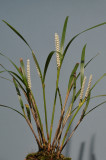 Ascidieria longifolia