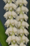 Ascidieria longifolia. Close-up.