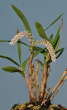 Pinalia multiflora.