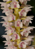 Pinalia multiflora. Close-up.