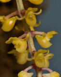 Malleola bicruris. Close-up.