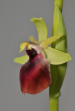 Ophrys sphegodes subsp. helenae. Close-up side.
