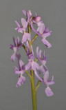 Orchis olbiensis. Closer.