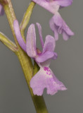 Orchis olbiensis. Close-up.
