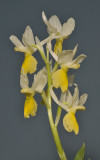 Orchis pauciflora. Closer.