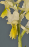 Orchis pauciflora. Close-up.