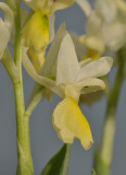 Orchis pauciflora. Close-up side.