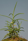 Schoenorchis sp. nov.