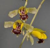 Gomesa echinata. Close-up.