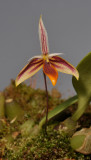 Bulbophyllum mystax. Closer.