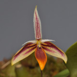 Bulbophyllum mystax. Close-up.