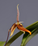 Bulbophyllum mystax. Close-up side.