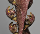 Bulbophyllum purpureorachis. Close-up.