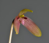 Bulbophyllum samoanum. Close-up.