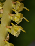 Bulbophyllum scaberulum. Close-up.