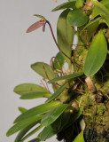 Bulbophyllum sp.