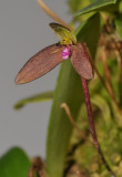 Bulbophyllum sp. Closer.