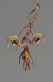 Bulbophyllum sp. sect. lepanthanthe.