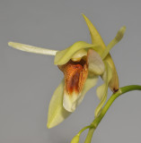 Coelogyne lycastoides. Close-up.