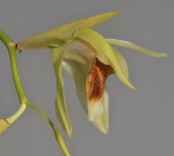Coelogyne lycastoides. Close-up side.
