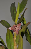 Dendrobium agrostophylloides. Closer.