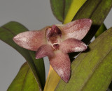 Dendrobium agrostophylloides. Close-up.