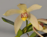 Epigeneium tricallosum. Close-up.