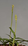 Neotinea maculata