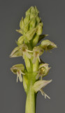 Neotinea maculata. Close-up.