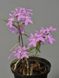 Epidendrum centropetalum