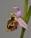 Ophrys scolopax. Close-up.