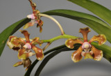 Vanda hindsii