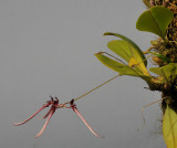 Bulbophyllum delitescens