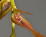 Bulbophyllum kanburiense. Close-up.