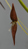 Bulbophyllum linearilabium c.f. Close-up.