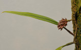 Bulbophyllum singaporeanum